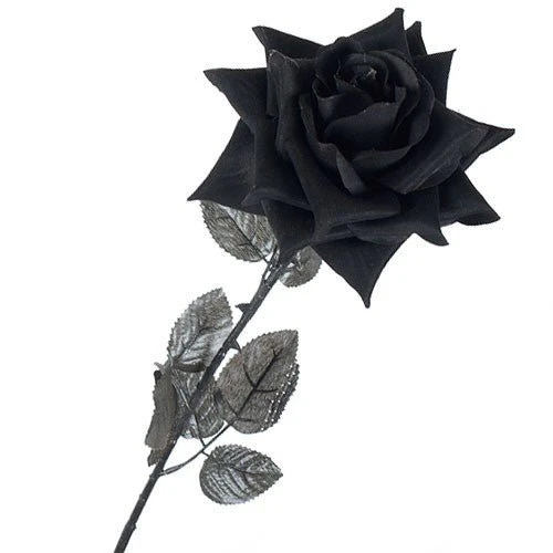 Rosa de Tela Negra - Image 3